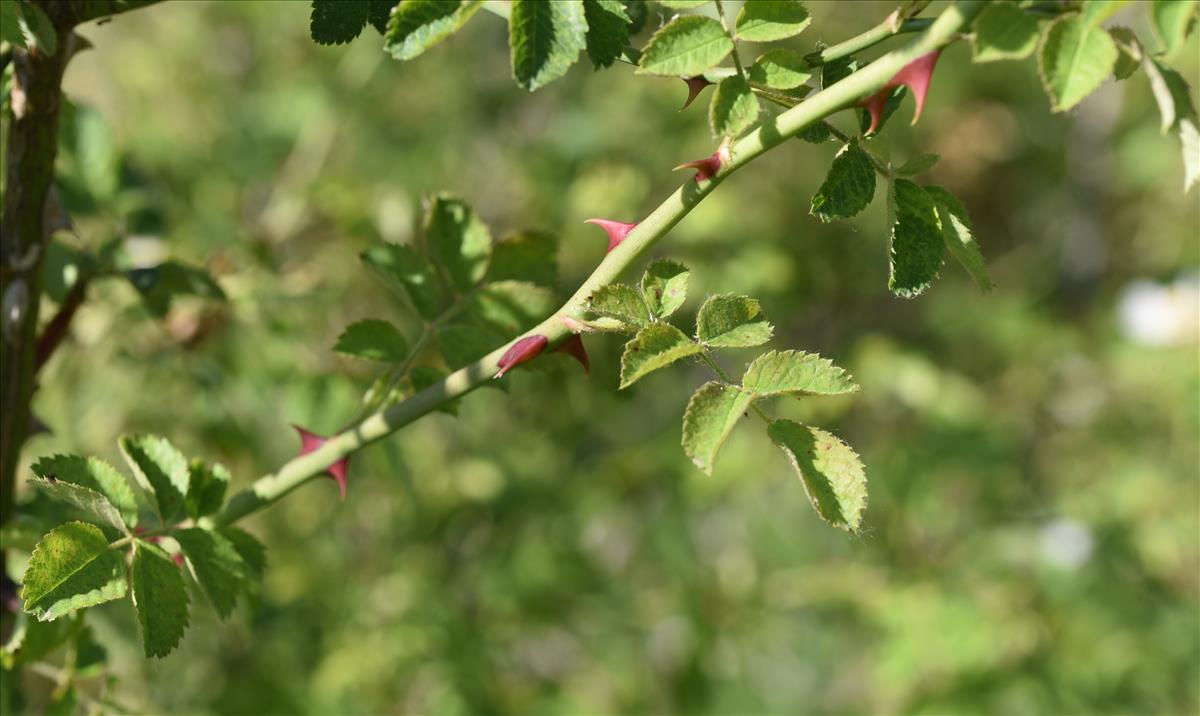 Rosa micrantha (door Jan Klinckenberg)